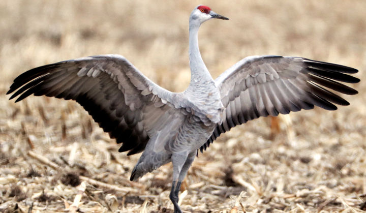 Crane